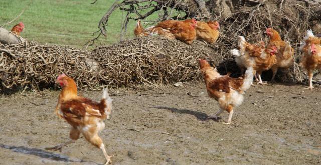 photo les 4 000 premiers poulets bio de janzé arrivent sur les étals.