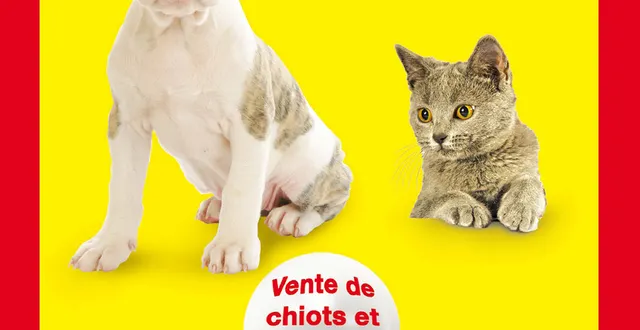photo salon du chiot
