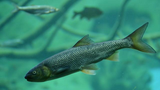 À l'Aquarium de Paris, les poissons font pousser des légumes