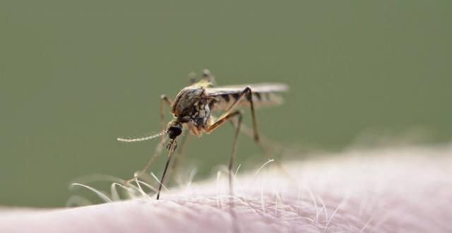 photo une étude a constaté que les personnes de type o et a étaient plus susceptibles d’attirer les moustiques que ceux de type b.