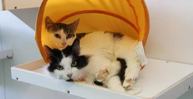 photo combien le tortionnaire de chats sévissant dans la région de caen a-t-il fait de victimes ? des dizaines au moins… &copy; illustration/archives ouest-france