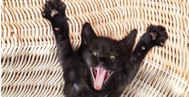 photo les 5 vidéos de chats les plus drôles d'internet