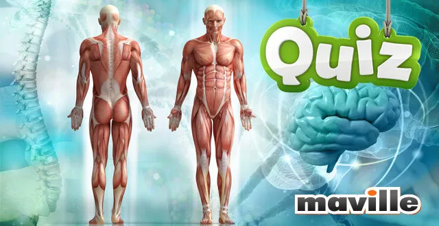 photo quiz le corps humain en 10 questions