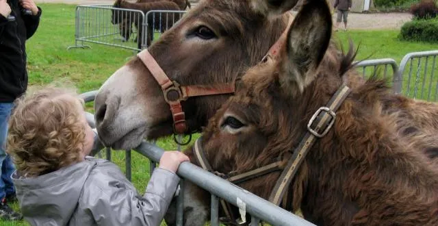 photo le national de l’âne normand se déroule ce dimanche 7 octobre au haras du pin. &copy; archives ouest-france