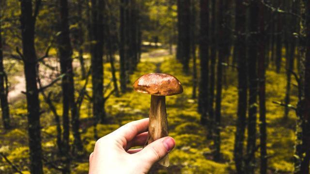 Série Cueillettes] Des champignons comme des trésors