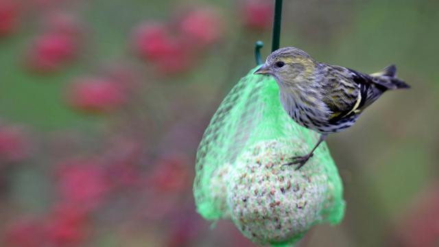 Faut-il nourrir les oiseaux en hiver ? Un spécialiste nous répond