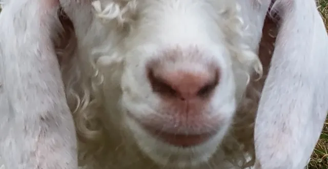 photo le mohair du boucan ouvre sa boutique!