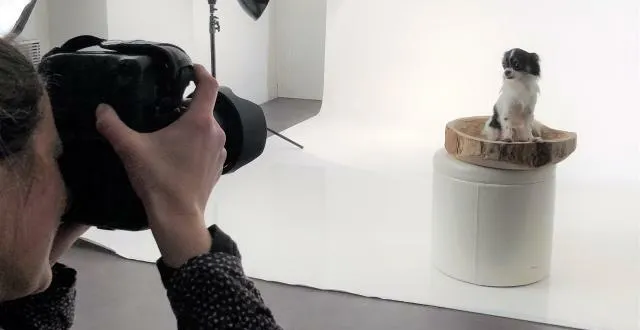 photo naëko, chihuahua de dix-huit mois, pose pour angélique monguillon. &copy; ouest-france