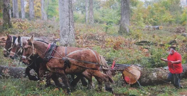 photo débardage de grumes par deux chevaux et une mule : la traction animale est utilisée quand les engins mécaniques ne peuvent intervenir. &copy; dr