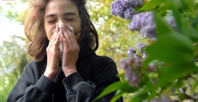 photo cholet. risque d’allergie aux pollens de graminées élevé