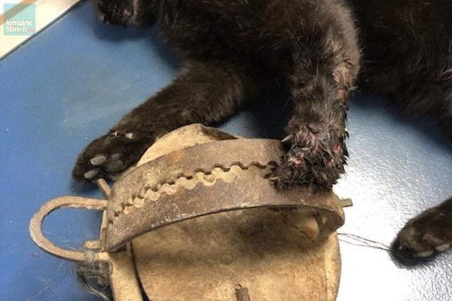 Un chat amputé après avoir été coincé dans un piège à loup à