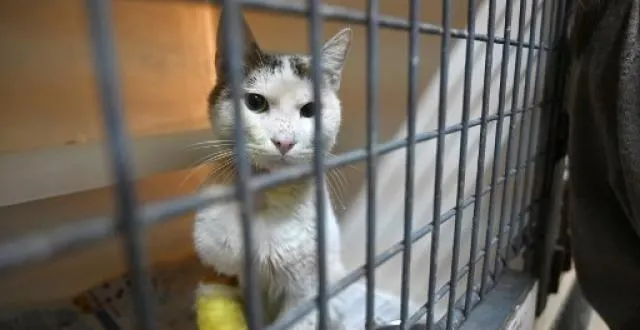 photo 100 000 chiens et chats sont abandonnés chaque année dont 60 000 à l'approche des vacances d'été. la france détient un triste record &copy; afp