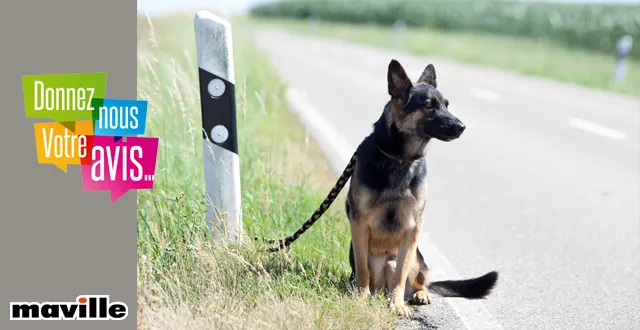 photo debat. faut-il une loi pour lutter contre l'abandon des animaux ?