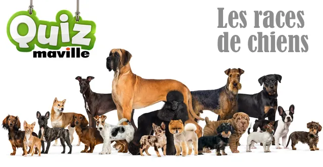 photo quiz. savez-vous reconnaître les races de chiens ?