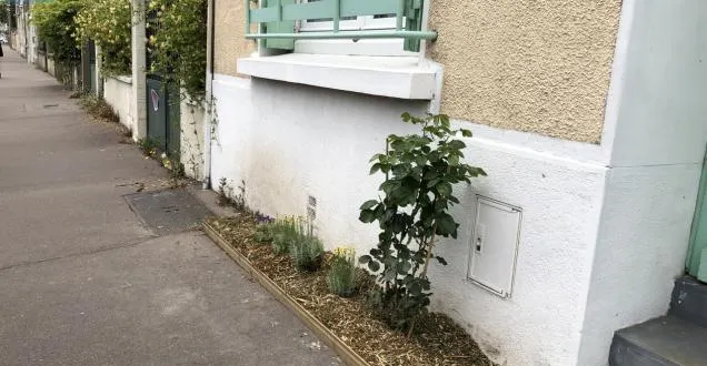 photo le mans. les plantes sont invitées à fleurir les trottoirs