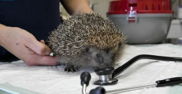 photo saint-denis-d’orques. les hérissons malades et blessés ont leur refuge