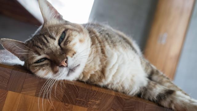 Les Chats Sont Aussi Affectueux Envers Leurs Maitres Que Les Chiens Selon Une Etude La Roche Sur Yon Maville Com