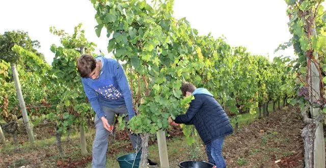 photo les petits-enfants de claude marquet, sécateur à la main. &copy; ouest-france