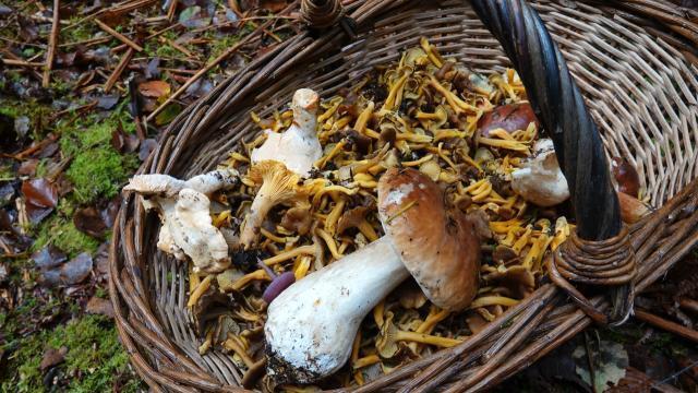 Les applications pour reconnaître les champignons : bonne ou mauvaise idée  ? - Le Parisien