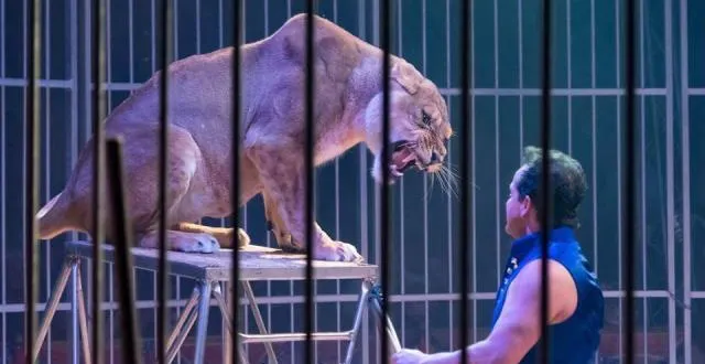 photo 56?% des sondés pensent que «?l’avenir du cirque c’est sans animaux sauvages?». &copy; archives ouest-france