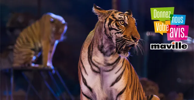 photo debat. pour ou contre la présence d'animaux sauvages dans les spectacles ?
