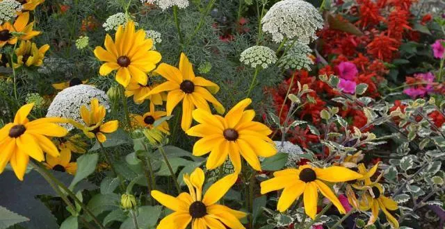 photo près de quarante personnes ont participé aux deux concours proposés par la ville. &copy; pixabay