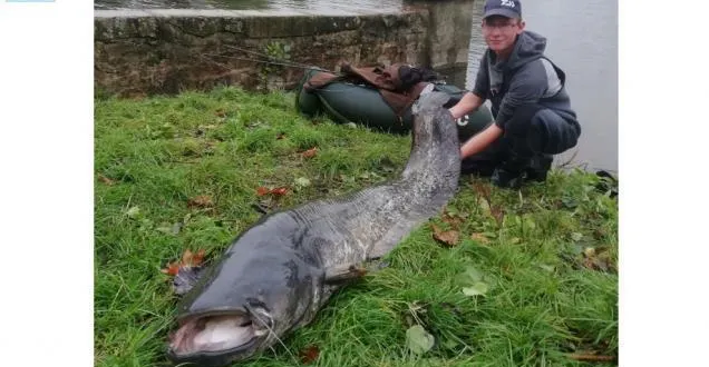 photo sarthe. il pêche un silure de plus de 2 mètres : « il m’a promené sur l’eau »