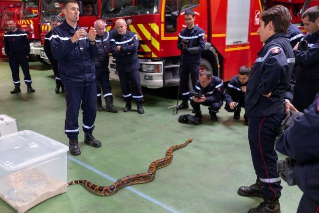 Les pompiers formés à la capture de serpents – Les Affiches de la