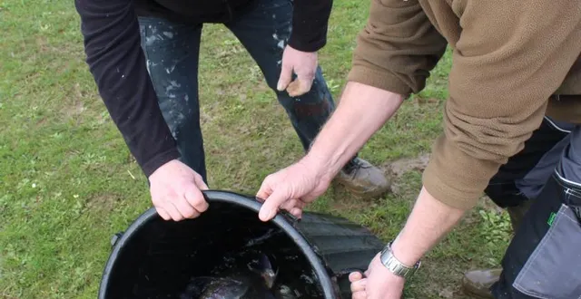 photo le plan d’eau de saint-rémy-des-monts vient de s’enrichir de 120 kg de truites. &copy; le maine libre