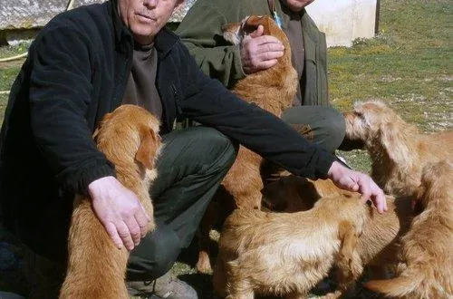 photo bruno et patrice avec leur meute fauve de bretagne.
