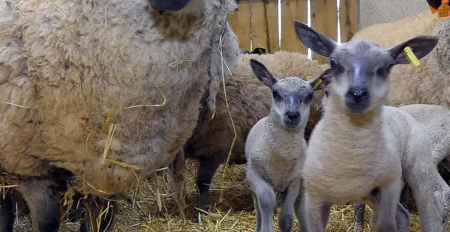 photo trois moutons bleu du maine ont été récompensés ce mercredi 26 février 2020. &copy; archives le maine libre – hervé petitbon