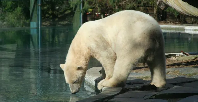 photo taïko, l’ours du zoo de la flèche, sera bientôt rejointpar une ourse du zoo de mulhouse. &copy; archives ouest-france