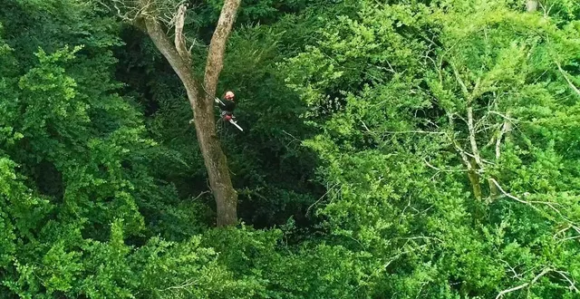 photo entretien d’un chêne en dépérissement. &copy; onf