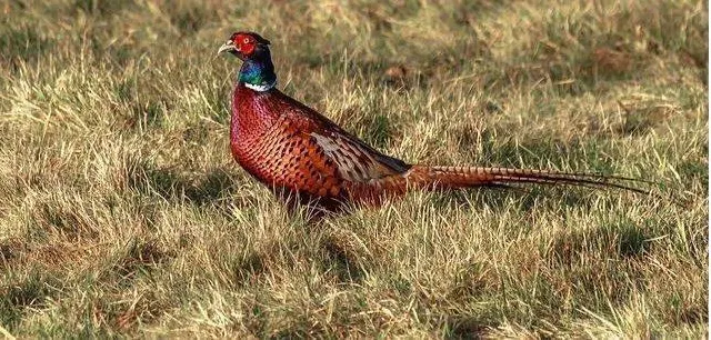 photo à la ferté aussi, il n’y aura pas de comptage des faisans. &copy; archives le maine libre