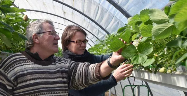 photo dominique et annelise en pleine inspection des fraisiers. c’était l’an dernier à la même époque. &copy; archives le maine libre