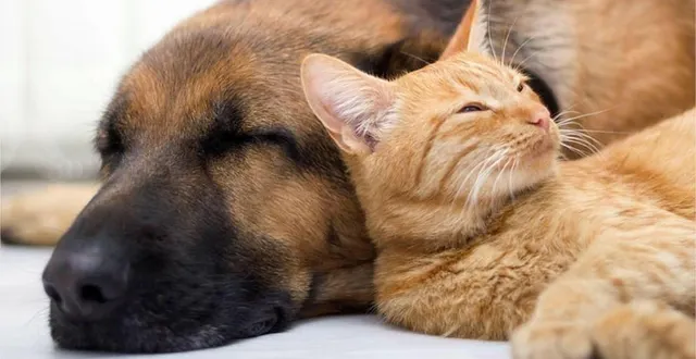 photo l’association attend la fin du mois d’avril avant de prendre une décision concernant son avenir. &copy; archives ouest-france