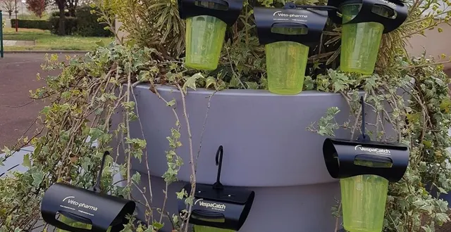 photo la commune propose des livraisons de matériel (des pièges et du produit) contre les frelons asiatiques. &copy; le maine libre