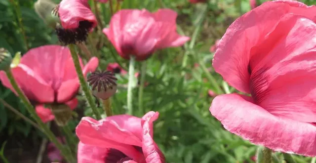 photo les fleurs et leurs familles… autant de thèmes au programme de l’esb d’une année sur l’autre. &copy; archives le maine libre