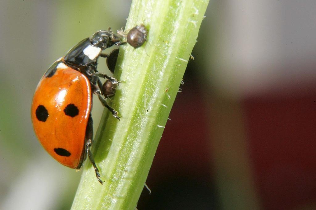 Trois choses que les enfants doivent savoir sur la coccinelle