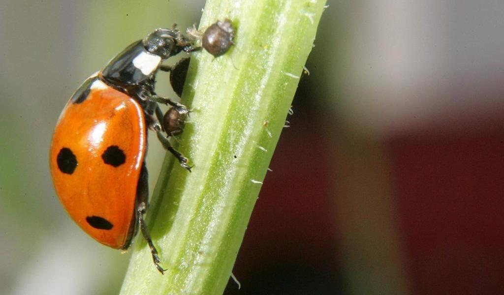 Trois choses que les enfants doivent savoir sur la coccinelle