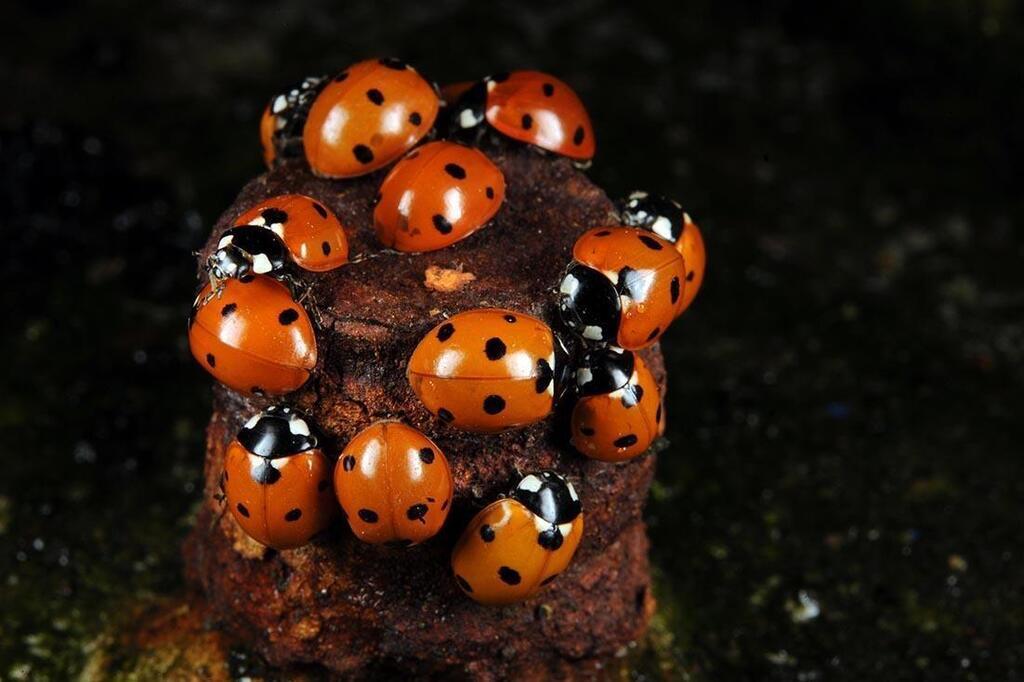 Trois choses que les enfants doivent savoir sur la coccinelle