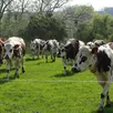 photo un troupeau de 80 vaches normande sur 108 hectares de pâturages. 