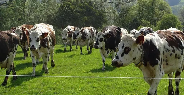 photo un troupeau de 80 vaches normande sur 108 hectares de pâturages.  &copy; le maine libre