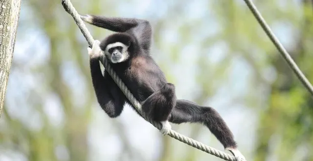photo le spaycific’zoo fait partie des partenaires. &copy; archives le maine libre – hervé petitbon