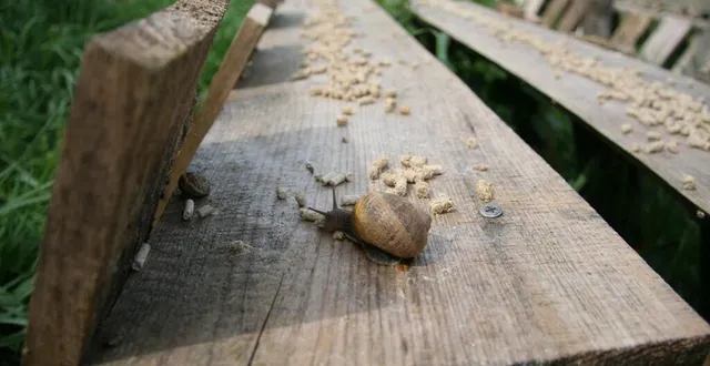 photo les escargots de serge auvitu, en sarthe, en cuisinés et vendus essentiellement sur les marchés. &copy; ouest-france