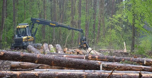 photo abattage d’épicéas en forêt de perseigne. &copy; onf
