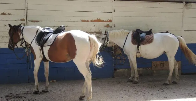 photo les centres équestres font face à une multitude de problèmes en raison de la crise sanitaire. &copy; le maine libre
