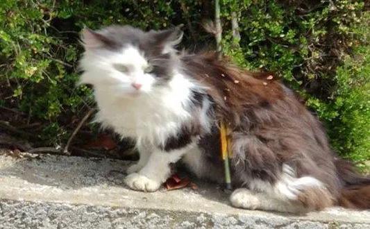 photo le chat transpercé par ce qui semble être une flèche a été vu à bonnétable. &copy; priscil laurin