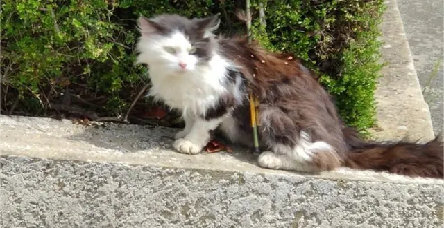 photo le chat transpercé par une flèche a été retrouvé mort samedi 16 mai. &copy; photo priscil laurin