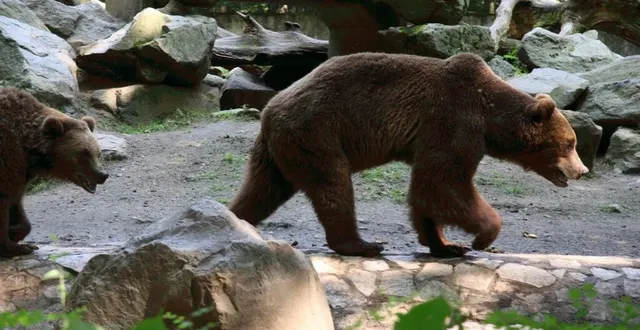 photo depuis hier, les visiteurs peuvent revenir voir les ours du domaine zoologique de pescheray. &copy; archives.